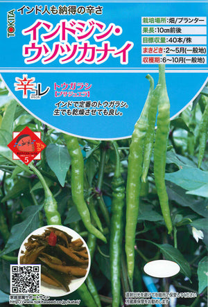 【生鮮品】国産 生 インド唐辛子(プサジュエラ)グリーン 50g