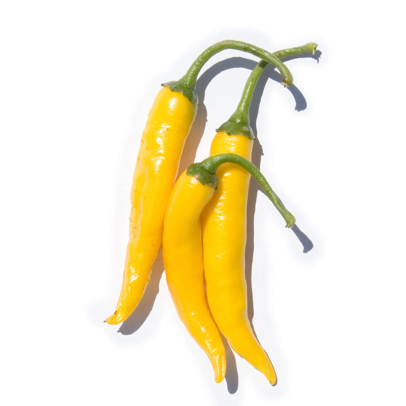 【生鮮品】国産 生 黄唐辛子 50g